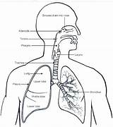 System Respiratory Pag Sheet Print Lungs sketch template