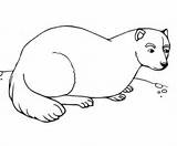 Ferret Pages Coloring Printable Color sketch template