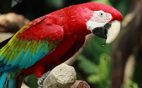 red parrot red rv pinterest high resolution wallpapers  wallpaper