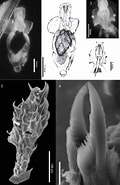 Afbeeldingsresultaten voor "pneumodermopsis Oligocotyla". Grootte: 120 x 185. Bron: rotativo.com.mx