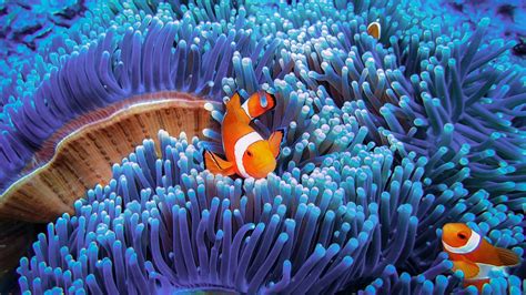 wondrous worlds  coral reefs      protect  bbc earth