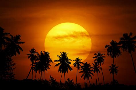 peisaj de apus de soare cu palmieri poza gratuite public domain pictures