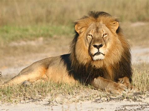 takes steps  protect  breeds  african lion    npr
