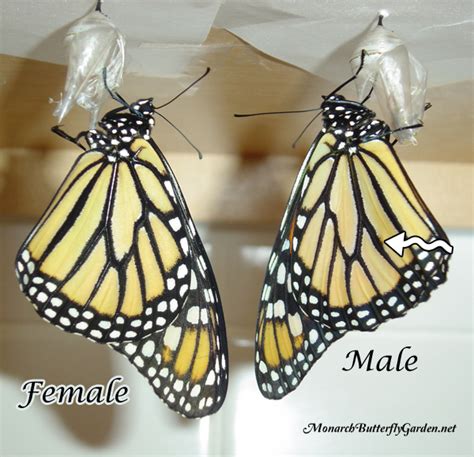 Female Or Male Monarch Butterfly See The Differences