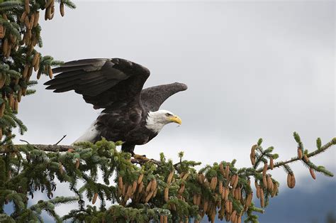 bald eagle  flight alaska photograph  flip nicklin