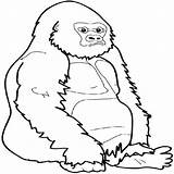 Gorilla Coloring Pages Clipart 96kb 600px Print Drawings sketch template