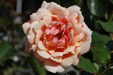 rosier gruss  coburg hybrides de  achat  vente de rosiers en ligne