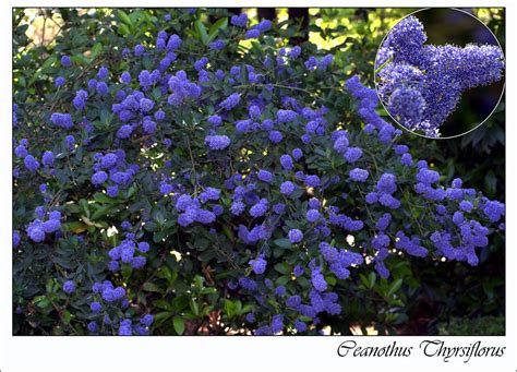 Plantings For Privacy Guide To Adding Blue Flowering