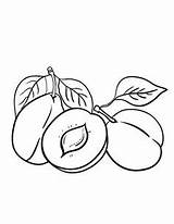 Plum Coloring Pages Clipart Fruit Colouring Color Printable Sheets Para Food Tree Drawings Fruits Outline Books Template Drawing Adults Coloringcafe sketch template
