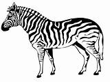 Cebra Printablefreecoloring Zebras sketch template