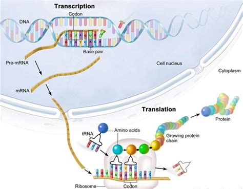 processes  transcription  translation science amino