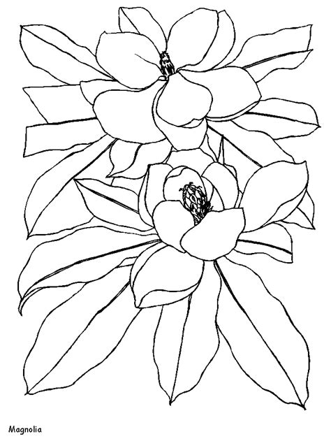 magnolia flowers coloring pages coloring page book