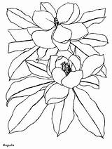 Coloring Magnolia Flowers Pages Flower Coloringpagebook Printable Animated Fiori Advertisement Disegni Coloringpages1001 Realistic sketch template