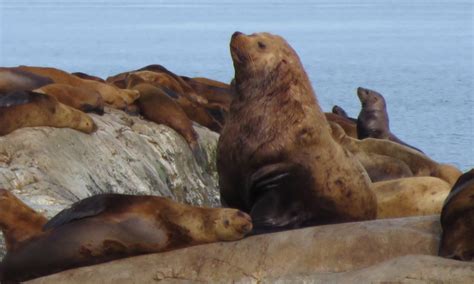 steller sea lions  mercury alaska business magazine