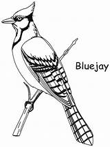 Bluejay Jays Toronto Colouring Designlooter Cardinal Coloringhome Chickadee Clipground sketch template