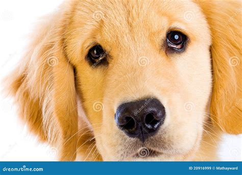 cute puppy face royalty  stock images image