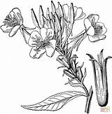 Lavender Coloring Drawing Common Printable Getdrawings Fresh Getcolorings Pages Color sketch template