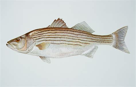 striped bass details ks fish finder