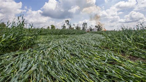 iowa farmers assess losses  storm flattened cornfields