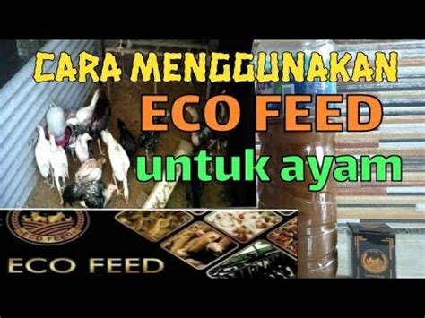 tutorial  menggunakan eco feed  ternak ayam atekoarifinfarm
