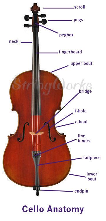 anatomy of a violin viola and cello parts diagram stringworks