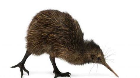 image result  kiwi bird kiwi bird bird animals