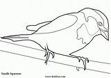 Realistic Coloring Bird Sparrow Colouring Pages Comments Library Clipart Coloringhome Sketch sketch template