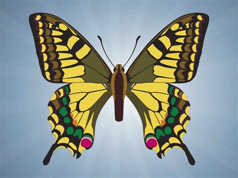 butterfly vector image vector art and graphics