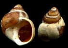 Afbeeldingsresultaten voor "Lacuna Crassior". Grootte: 141 x 100. Bron: www.gastropods.com
