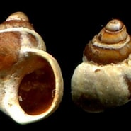Afbeeldingsresultaten voor Lacuna crassior Family. Grootte: 185 x 185. Bron: www.gastropods.com