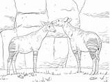 Okapis Coloring Two Pages Okapi Supercoloring Categories sketch template