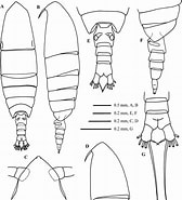 Afbeeldingsresultaten voor "calanoides Carinatus". Grootte: 168 x 185. Bron: www.researchgate.net