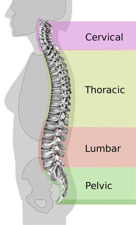 neutral spine wikipedia