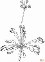 Coloring Venus Flytrap Dionaea Muscipula Fly Trap Pages Drawing Printable Popular sketch template