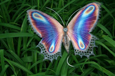 pin  style magnet   butterfly garden beautiful butterflies