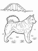 Coloring Pages Husky Dog Printable Colorat Caine Adult Desene Animale Animal Coloringpagesforadult Planse sketch template