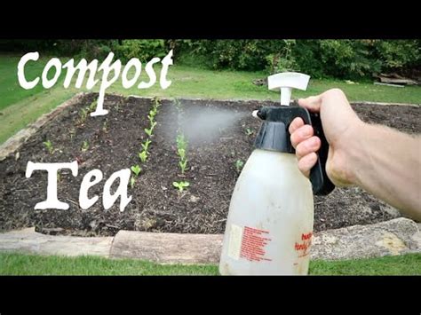 compost tea garden tlc plants  tea  youtube
