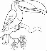 Toucan Coloring Sam Pages Color Getcolorings Printable sketch template