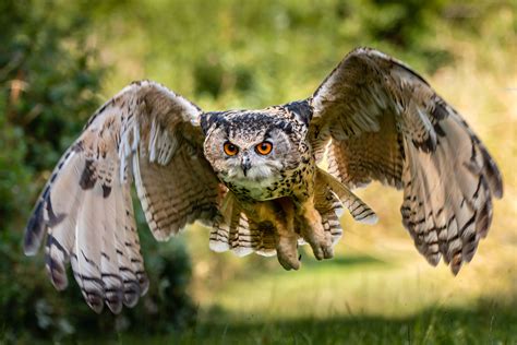 eagle owl delights photographers  landing   heads