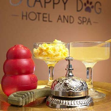 happy dog hotel spa explore carmel indiana