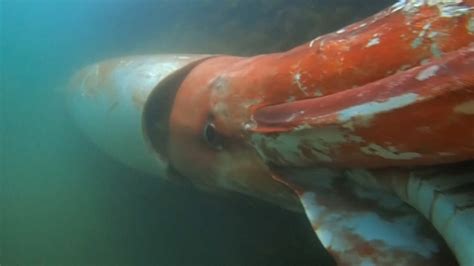 Deep Sea Giant Squid