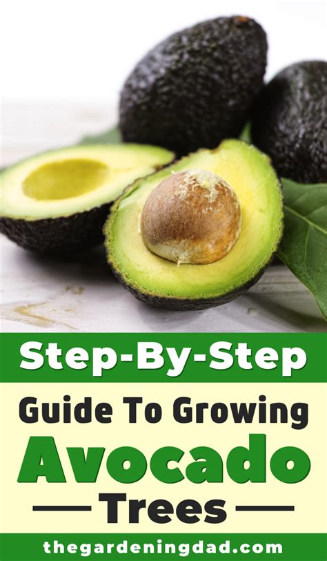10 Easy Tips To Growing Avocado In Pots The Gardening Dad Grow