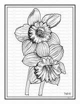Daffodil Bulbs sketch template