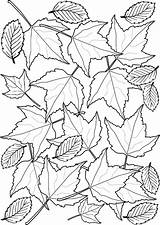 Leaves Autumn Colouring Halloween Printable Rooftoppost sketch template