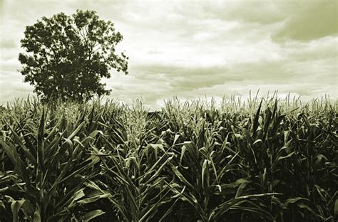 corn  rare good harvest   uk   rain  bro flickr
