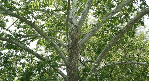 learn  nature sycamore tree learn  nature