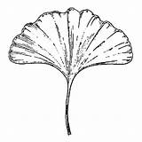Leaf Ginkgo Beeswaxrubberstamps sketch template