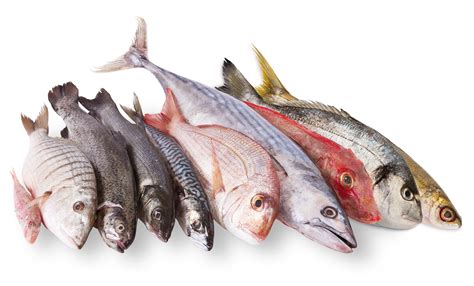 fish product authenticity agri food analyses