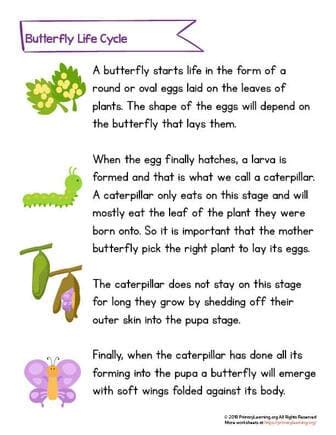 butterfly life cycle article  pictures primarylearningorg