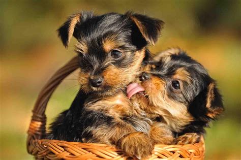 furry babies   cutest yorkie puppies  sale